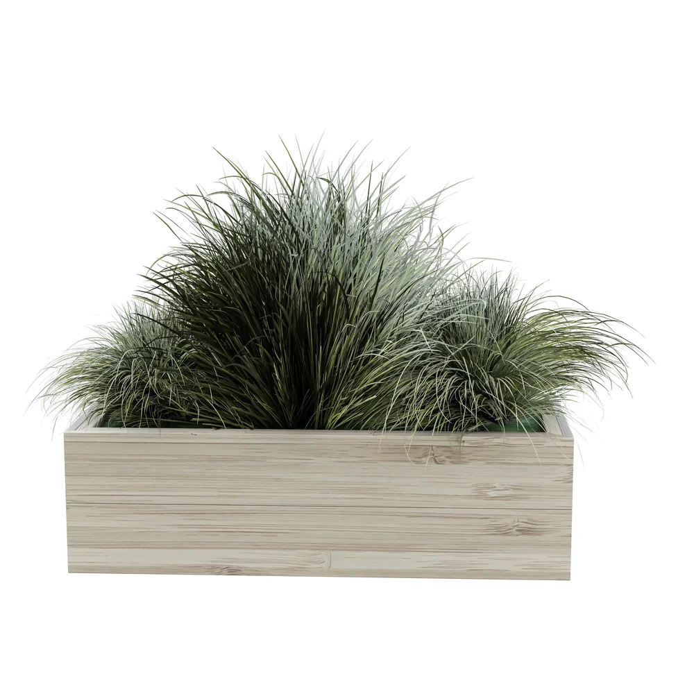 Ornamental Grass