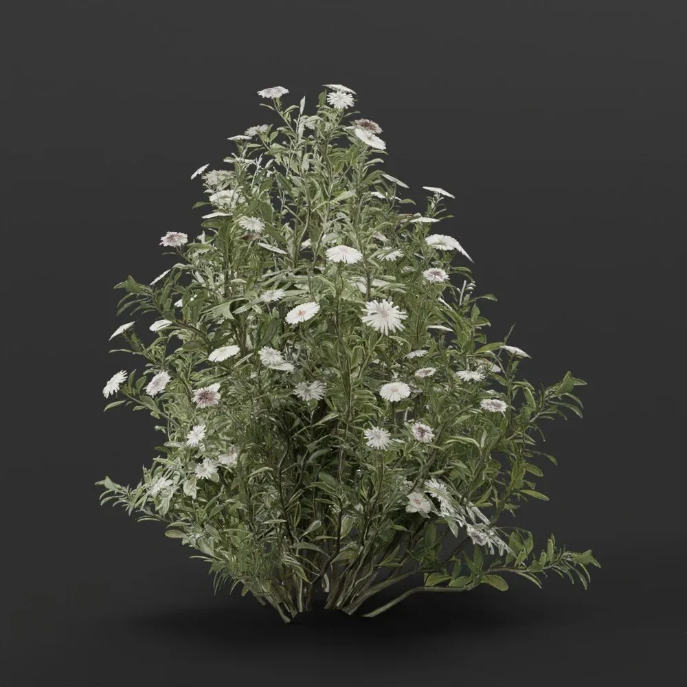 Flower Aster Medium Variation