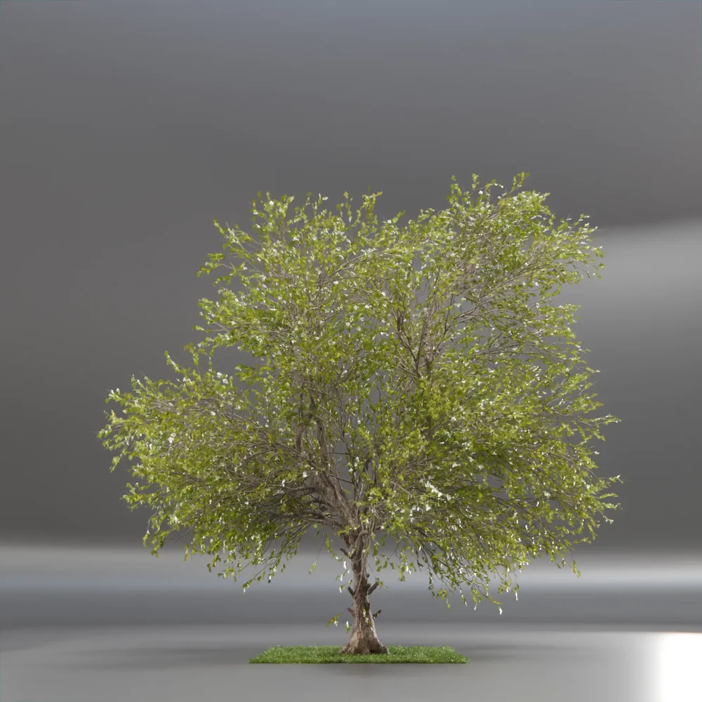 Tree Jungle Animated