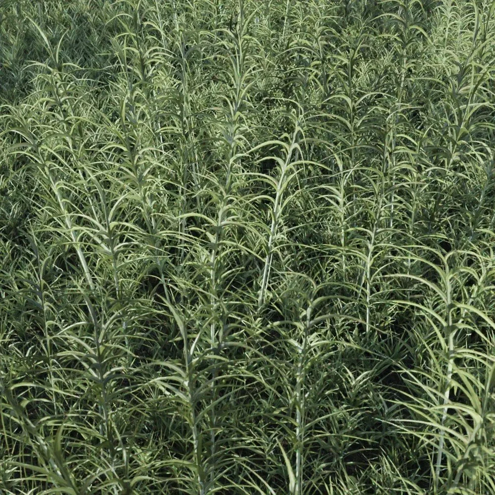 Grass Small Stems