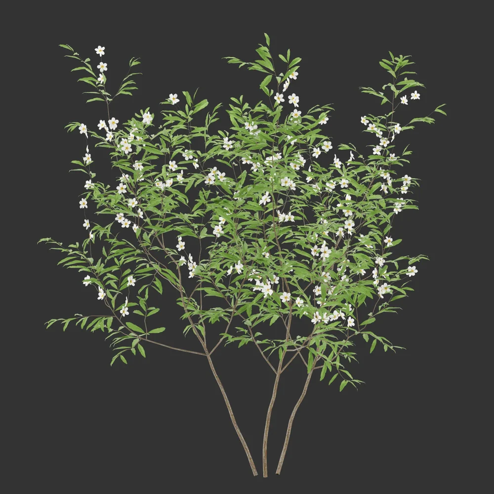 Summer Flowering Bush Q