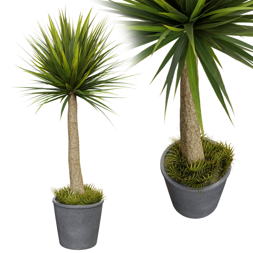 Plant Indoor B