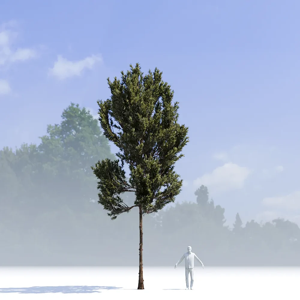 Coniferous Tree