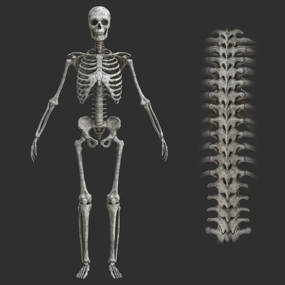 Human Old Rigged Male Skeleton