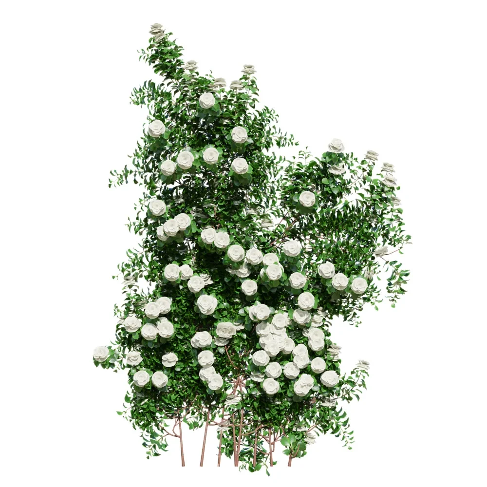 Climbing Roses Wall Grow White