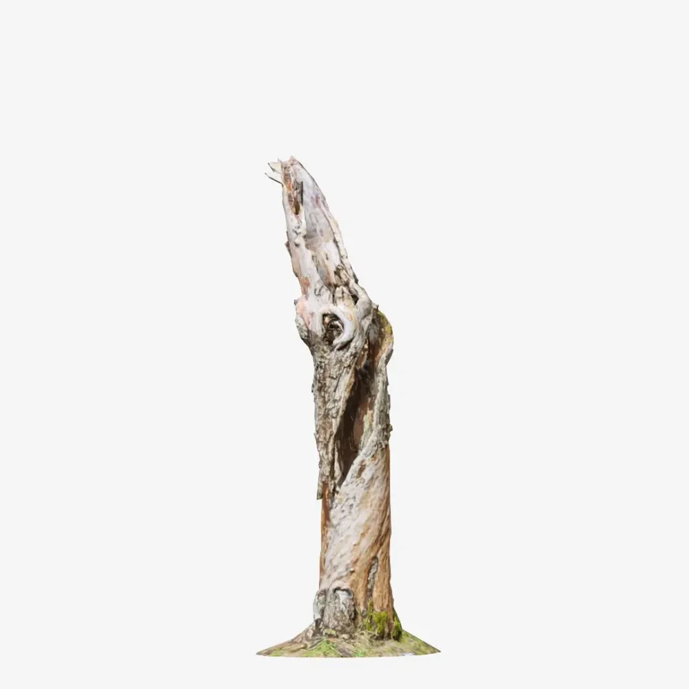 Dead Tree Stump Pbr Scan