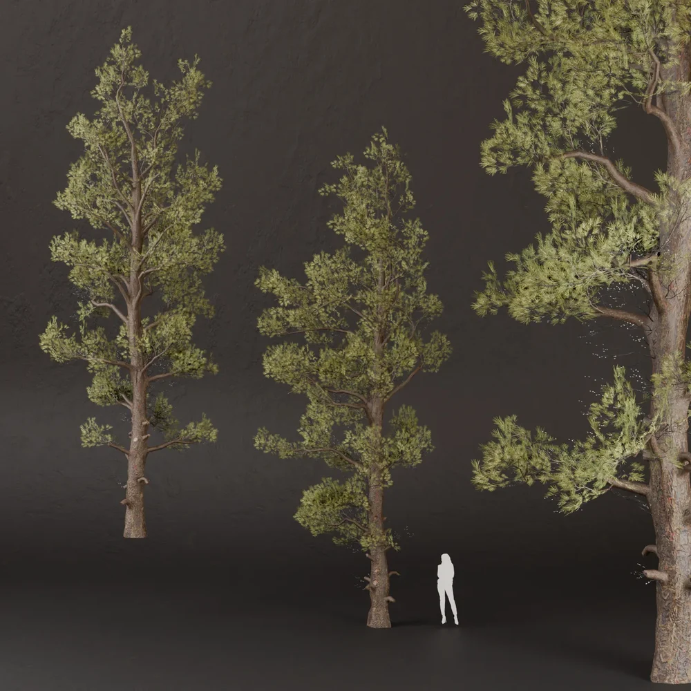 Sj-Ancient Pine Watcher