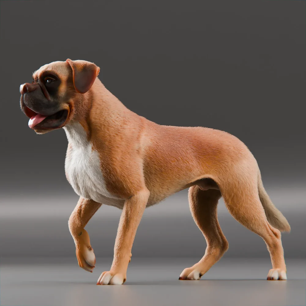 Dog Boxer Rigged And Animated