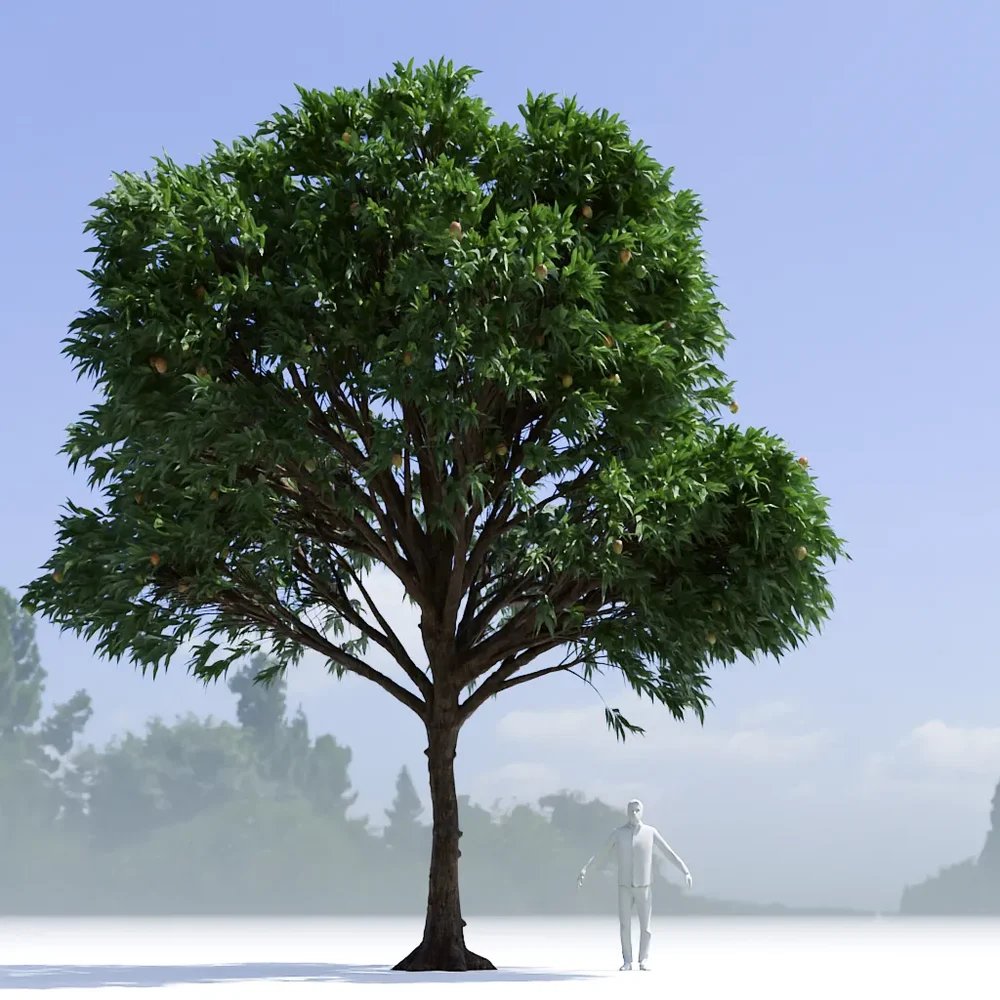 Mango Tree