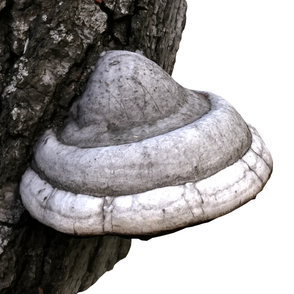 Mushroom On A Tree Scan