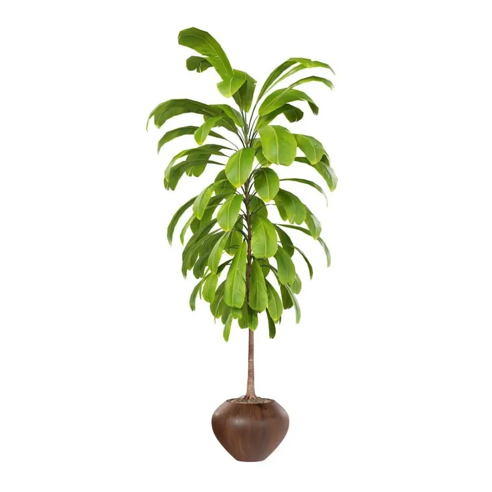 Broad Leaved Palm Lily