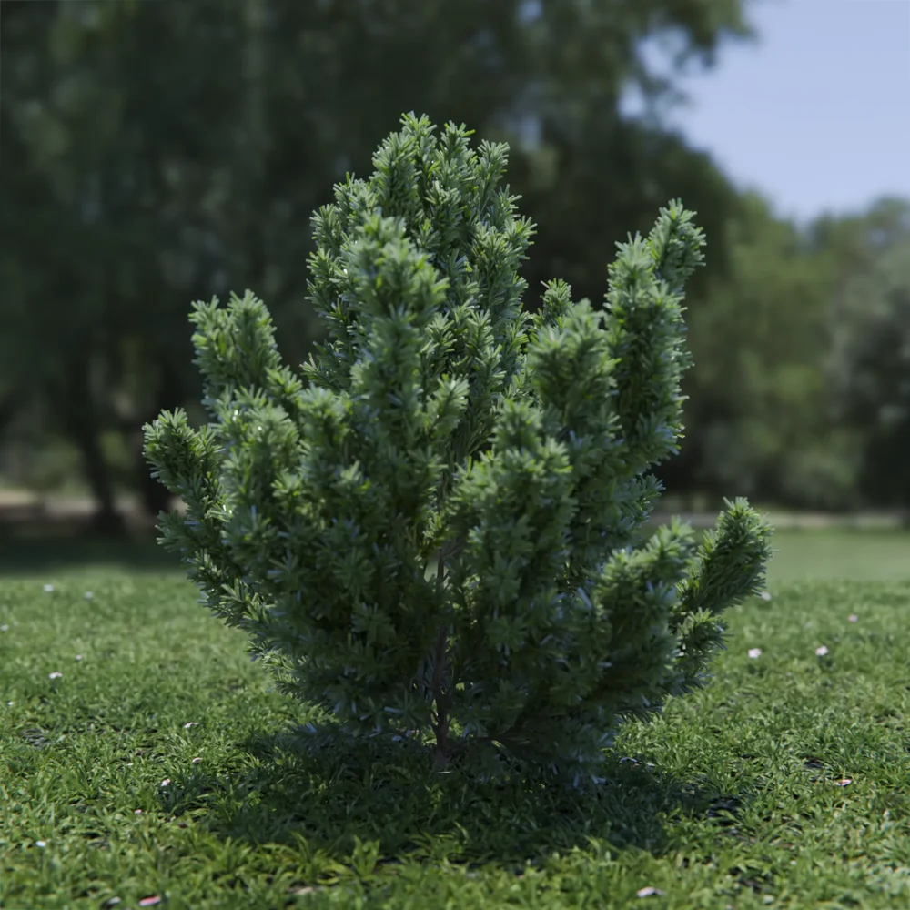 Plant Catherine Elizabeth