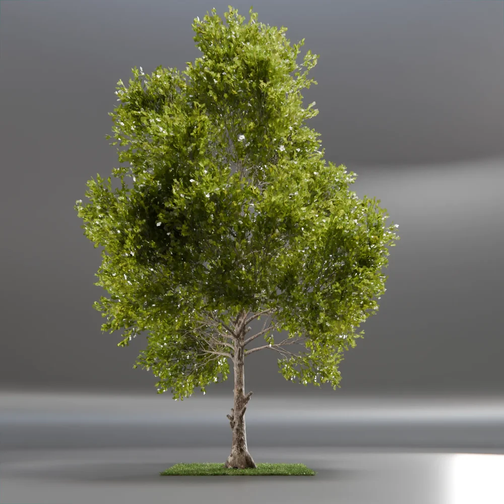 Tree Jungle