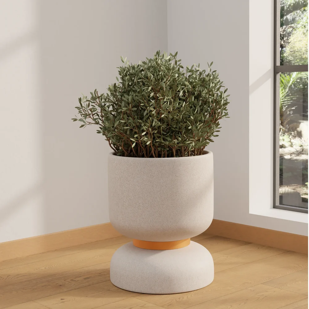 Potted Olive Shrub