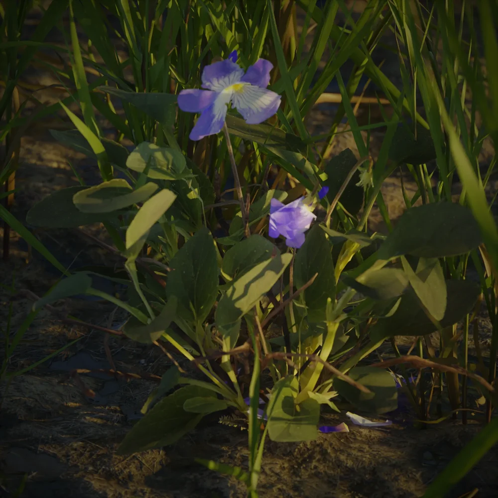 Pack Early Dog Violet / Viola Reichenbachiana