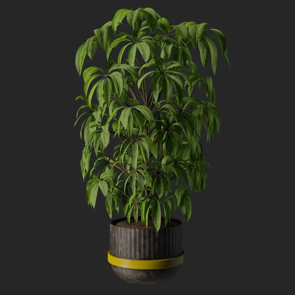 Scheffler Plant
