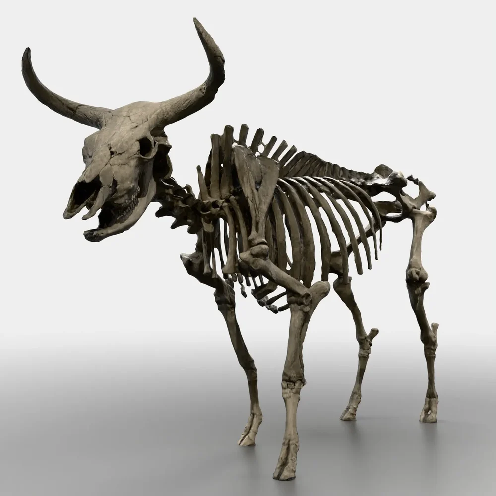 Auroch Skeleton
