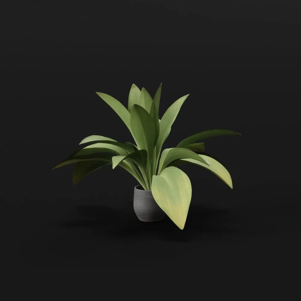 Haran Iron Plant Med Var Potted