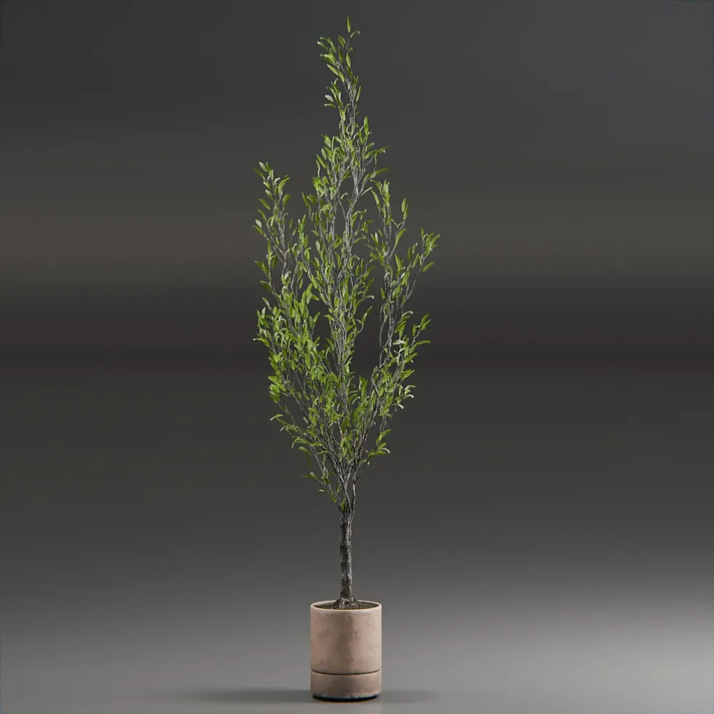Indoor Plant Olive