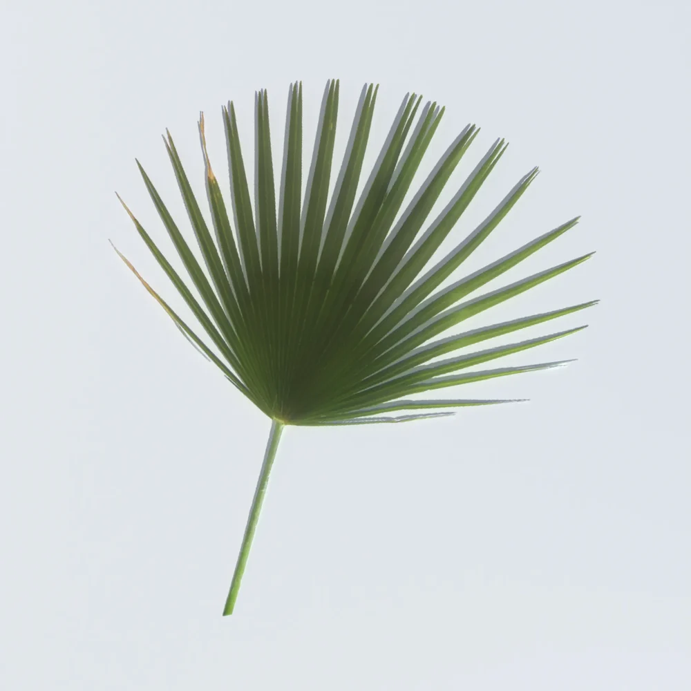 Washingtonia Palm Leaf