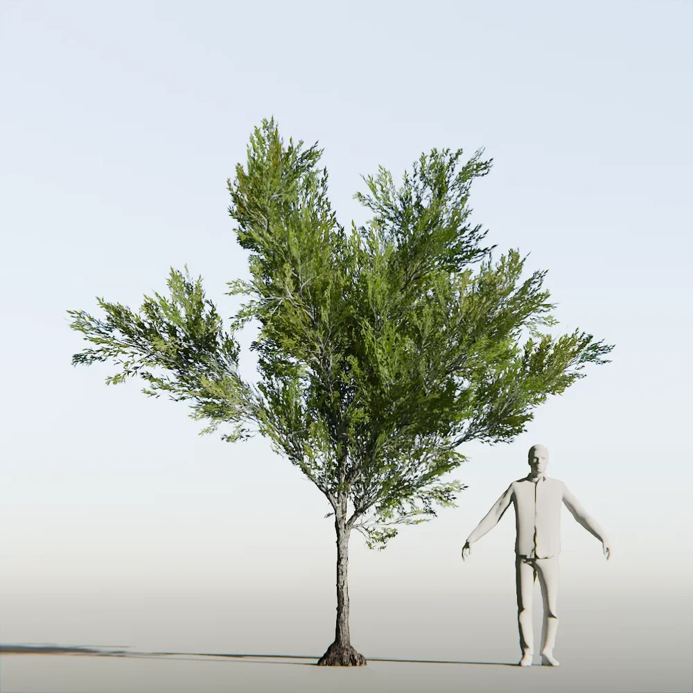 Coral Bark Tree Animated Lowpoly
