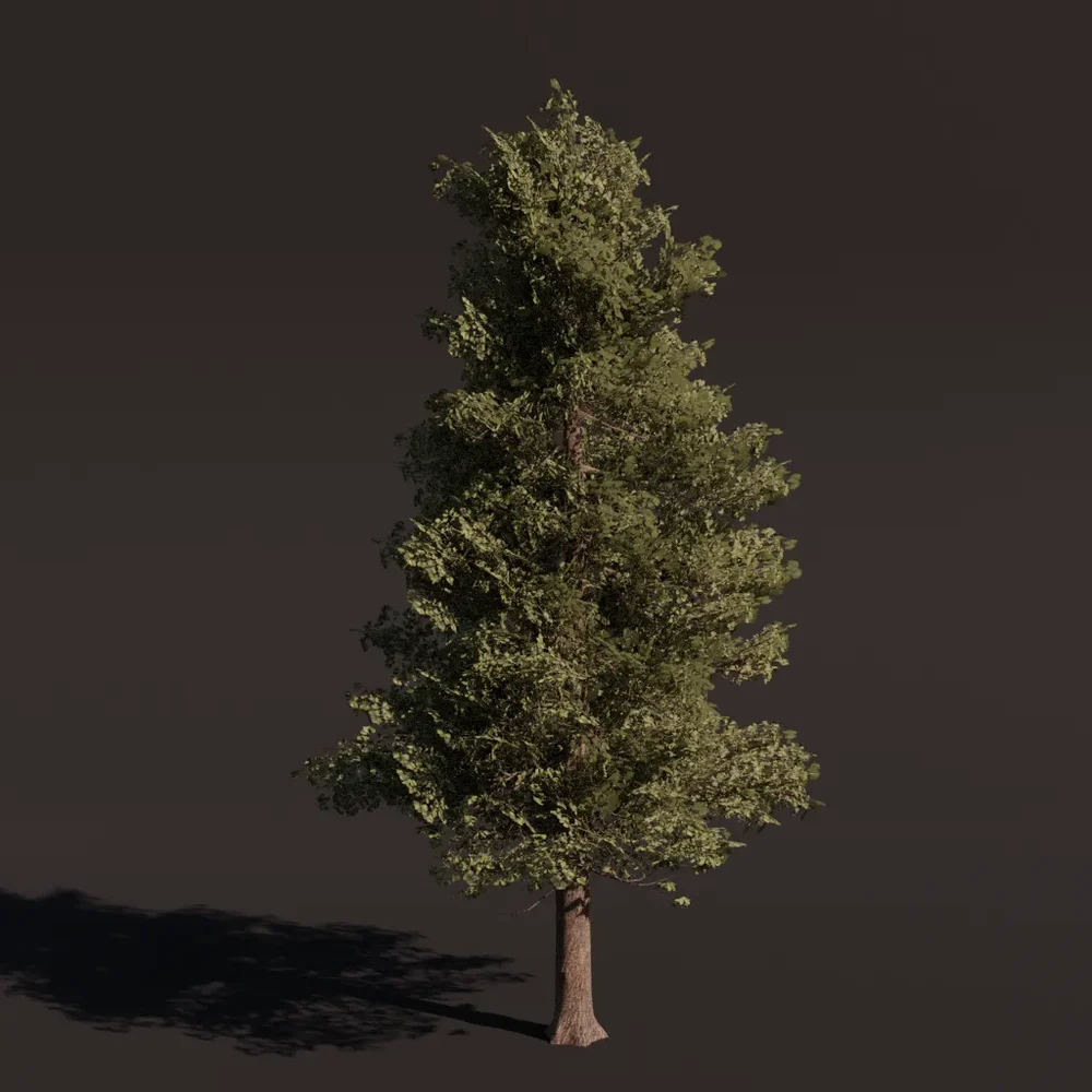 Tree Alder A1 Large