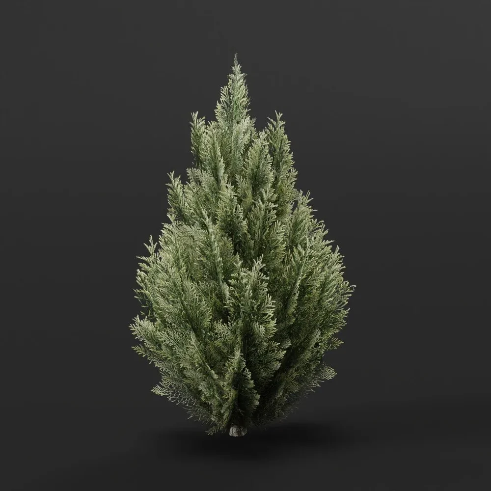 Red Cedar Bush Medium