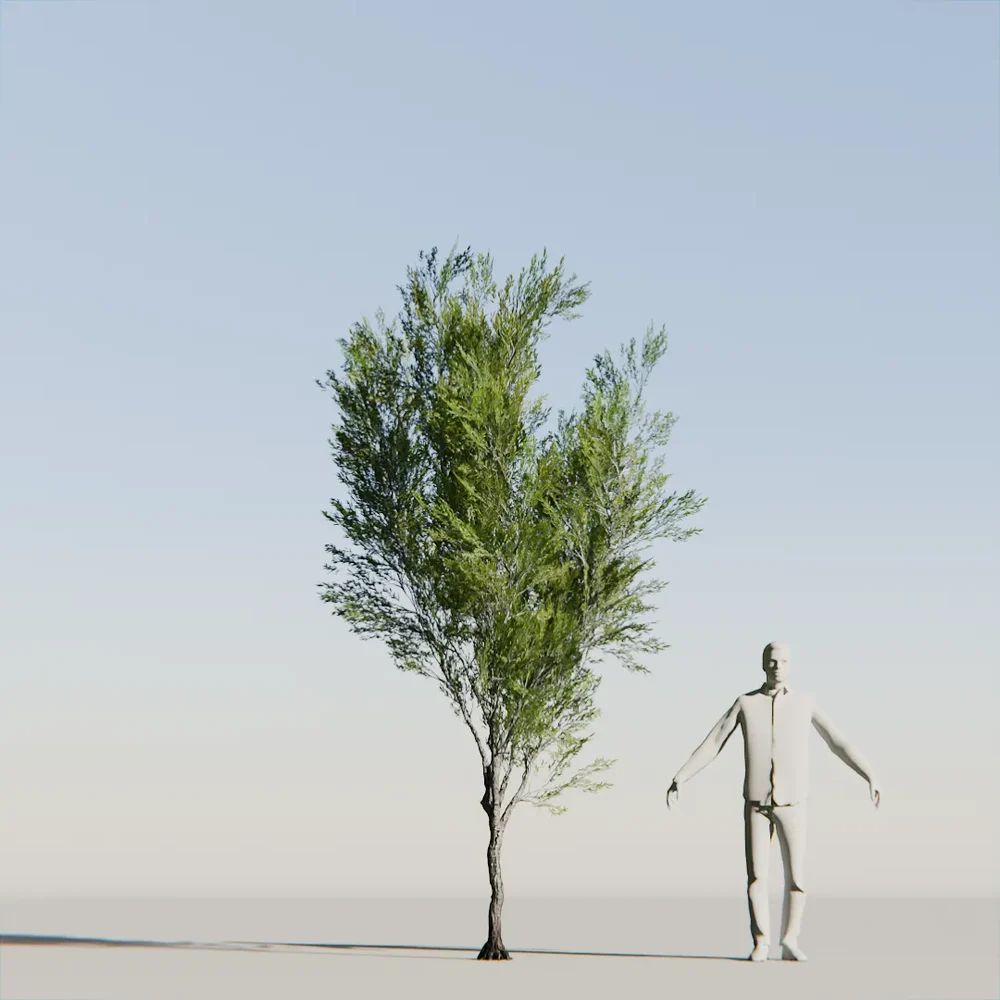 Coral Bark Tree Animated Lowpoly
