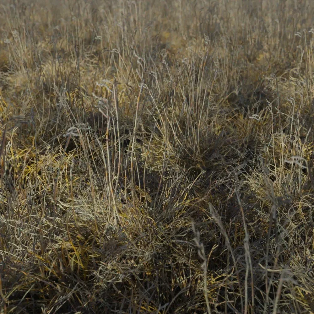 Grass Bouteloua Eriopoda Tall