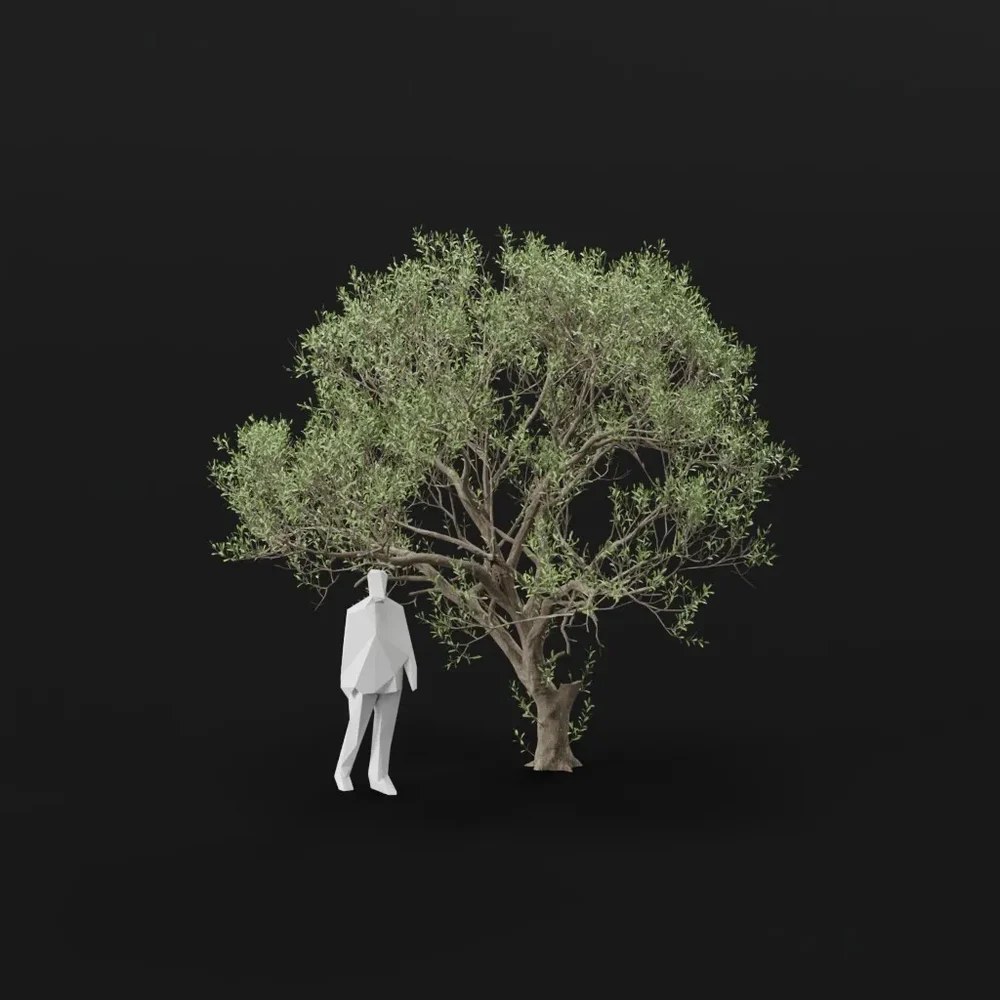 Olive Tree Decay Adult