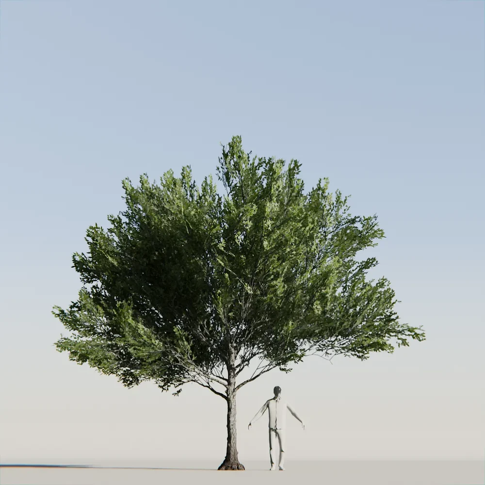 American Beech Tree Variation Low Poly