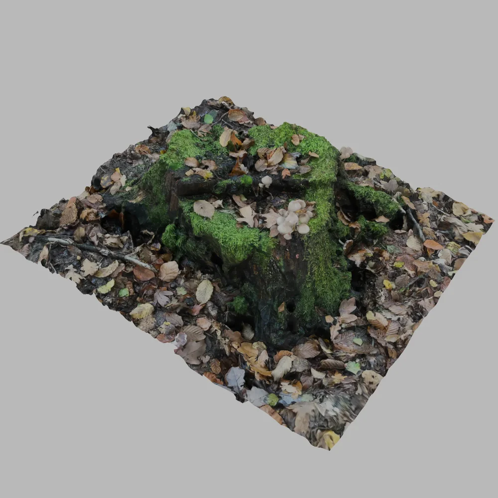 Mossy Tree Stump With Mushrooms On Top