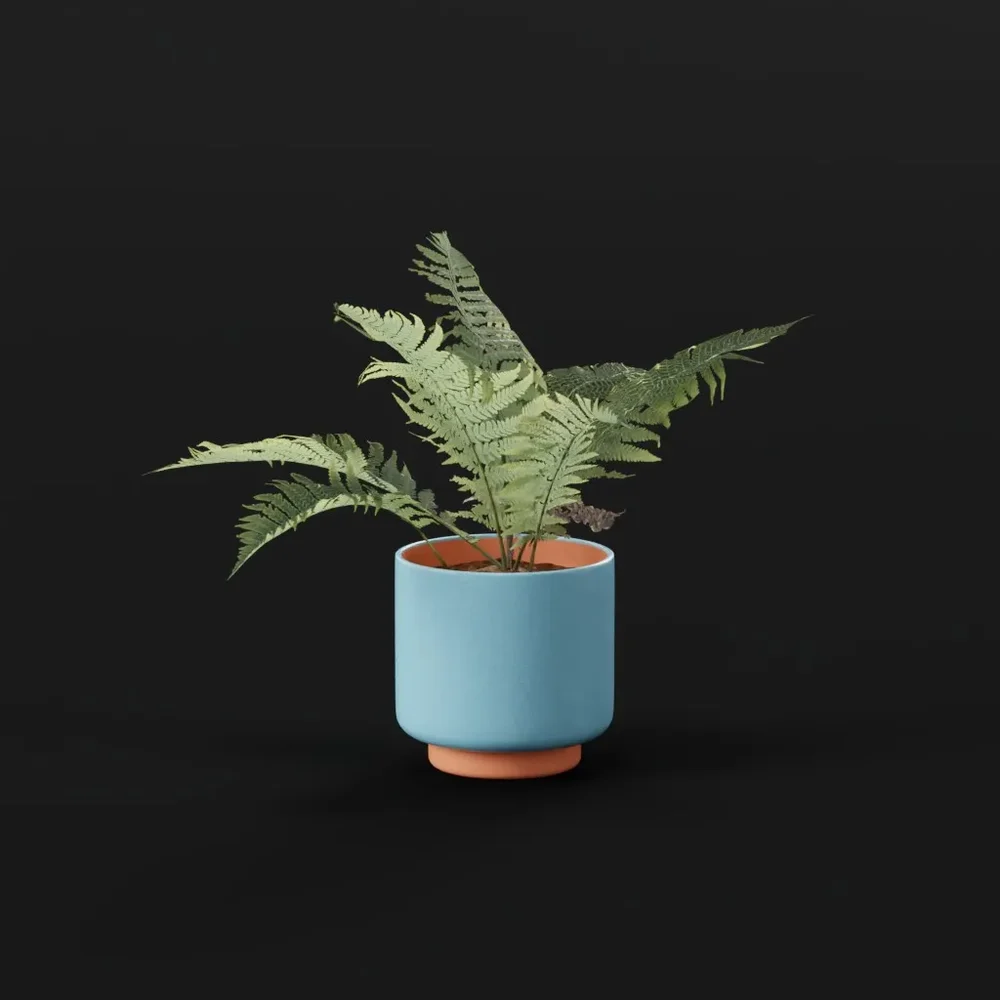 Lady Fern Medium Potted