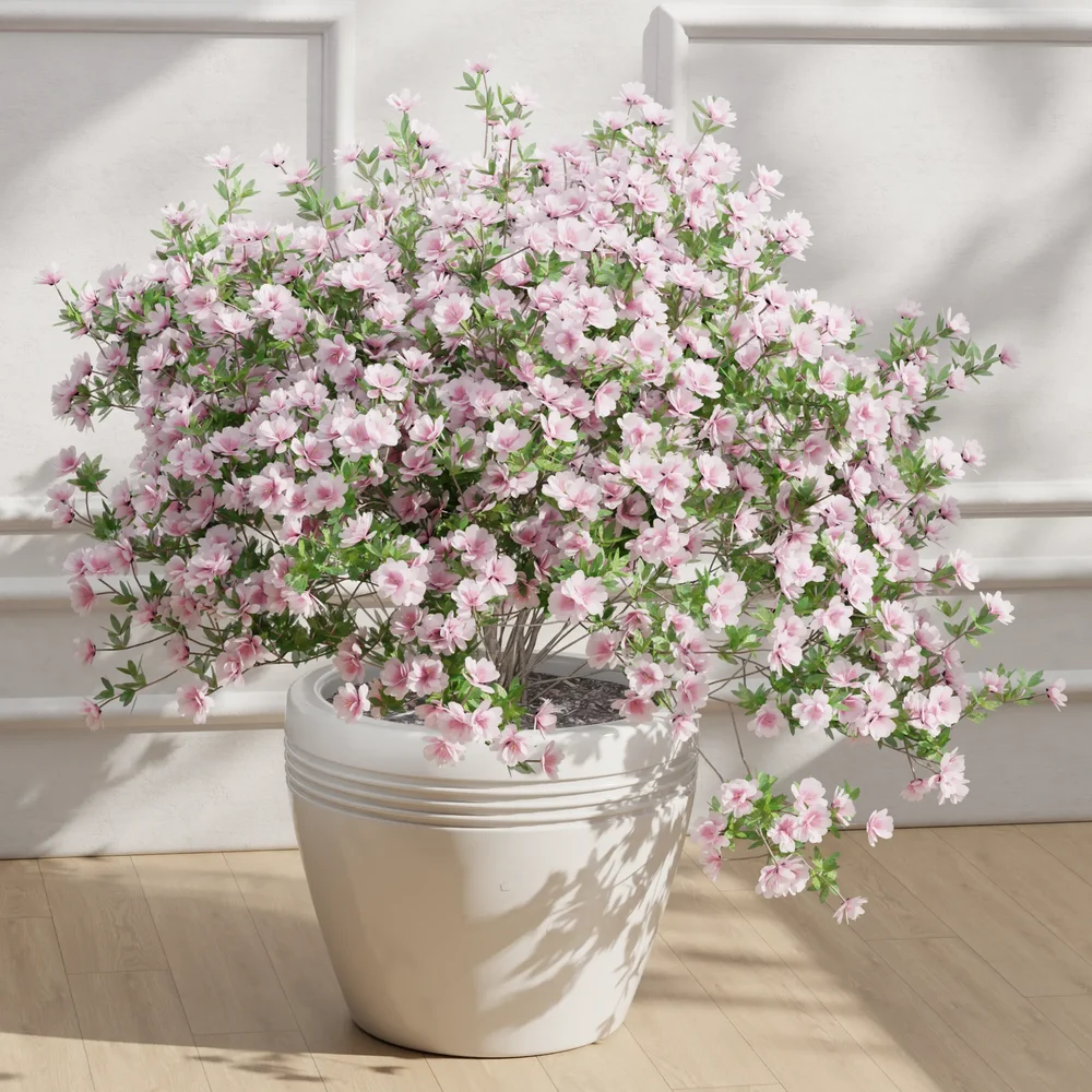 Cascading Pink Blossoms In White Pot