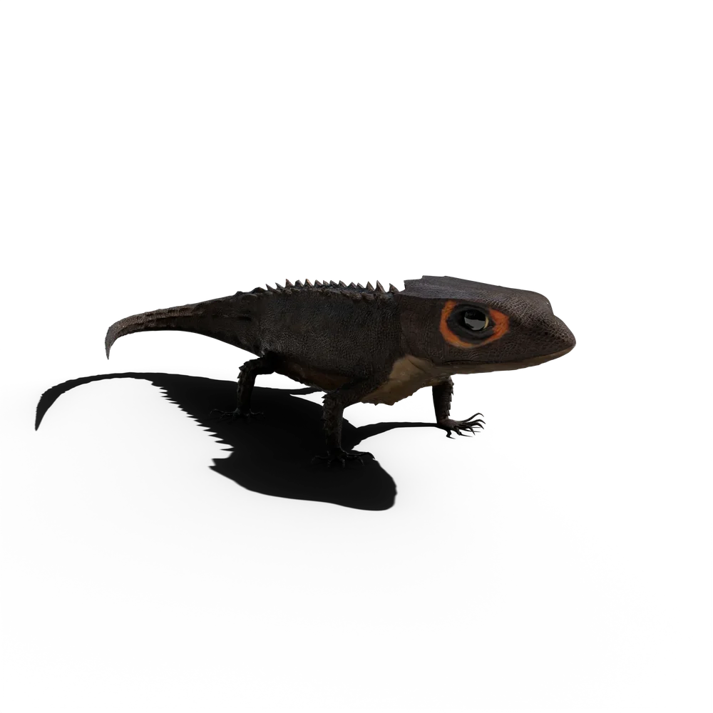 Mini Dragon Red Eyed Skink (Tribolonotus Gracilis)
