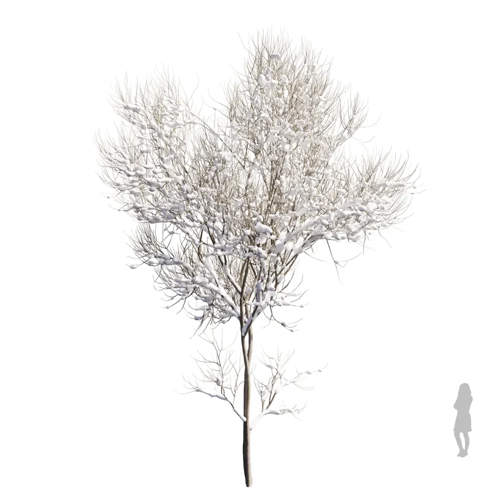 Real Tree Acer Saccharinum Winter