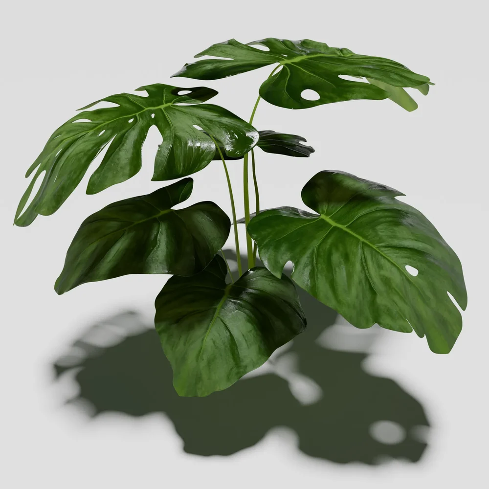 Tropical Monstera Plant