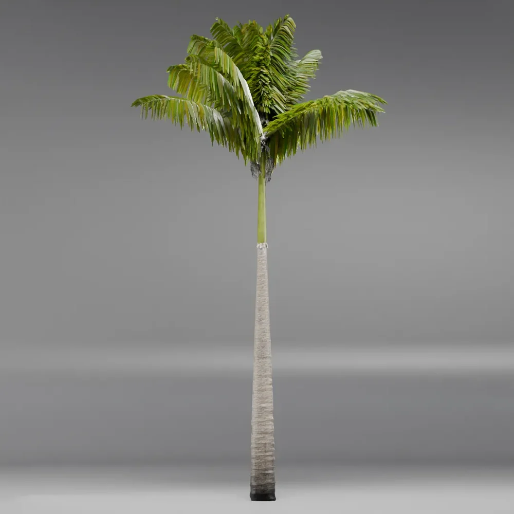 Imperial Palmtree