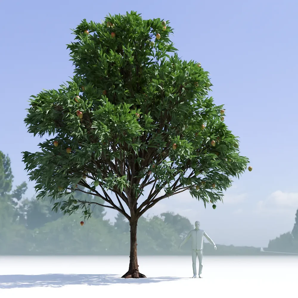 Mango Tree