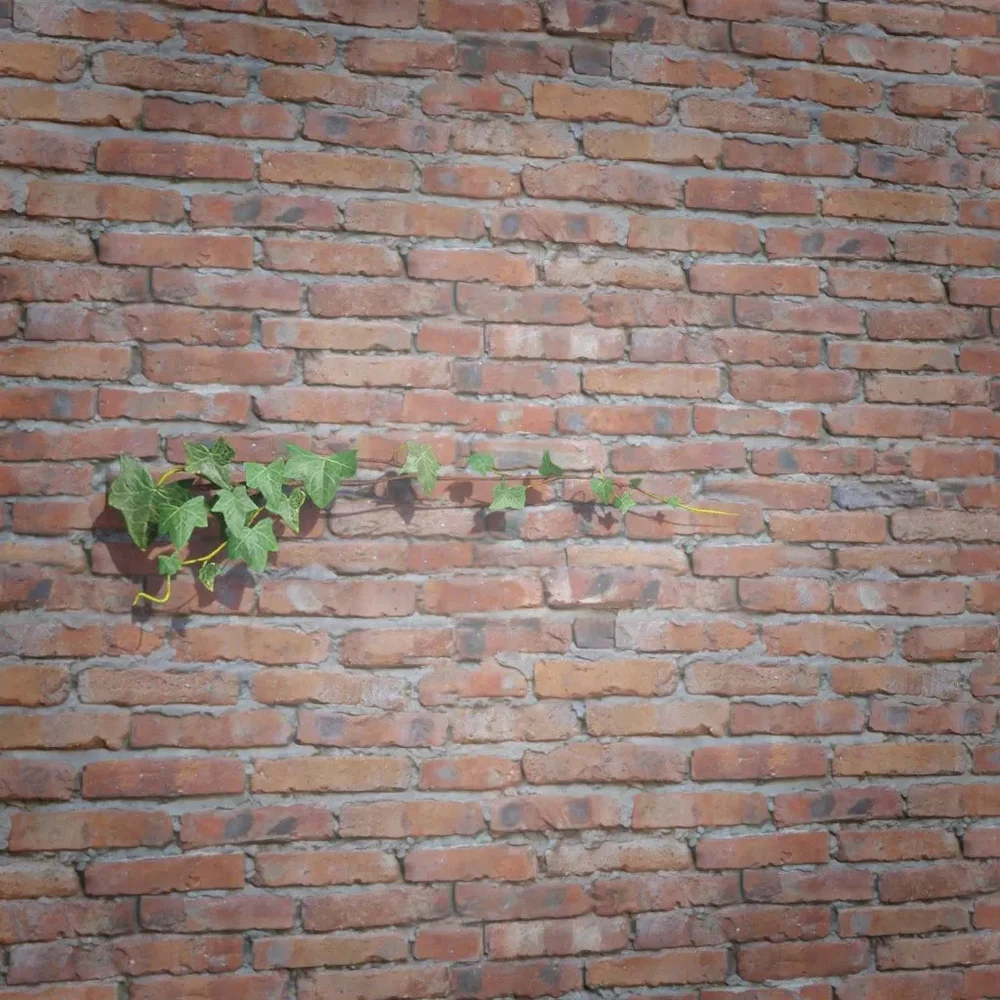 Ivy Creeper Side 1m 04