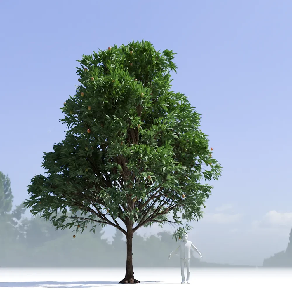 Mango Tree