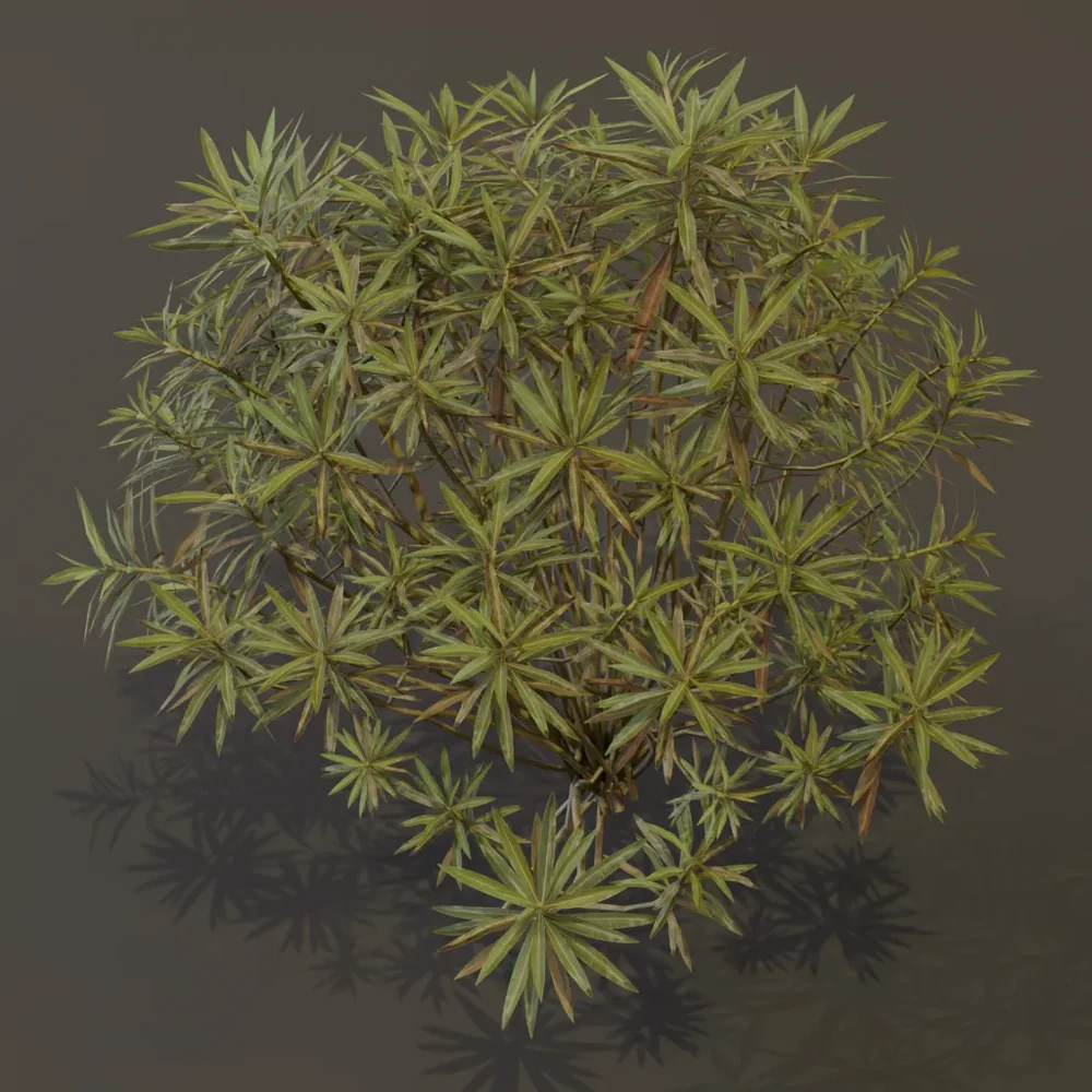 Honey Spurge Bush Elder