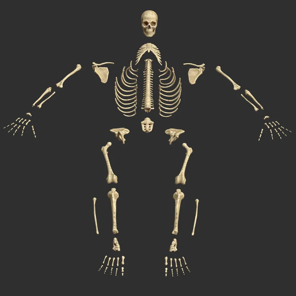 Human Male Stylized Skeleton Bones