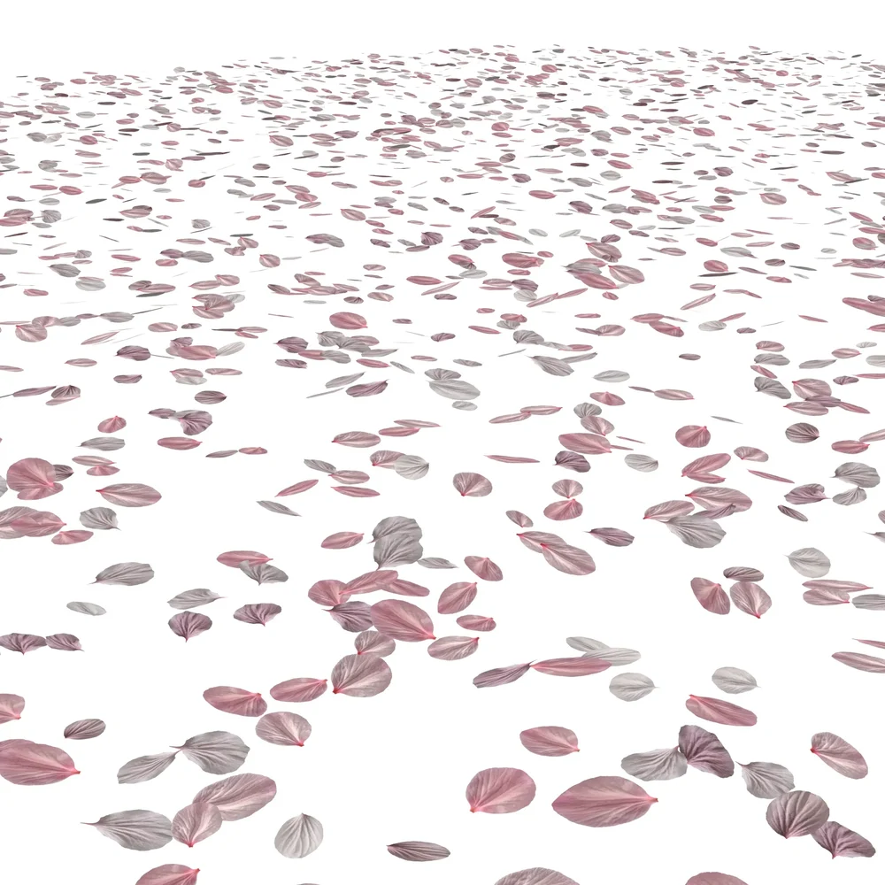 Ground Cherry Blossom Petals