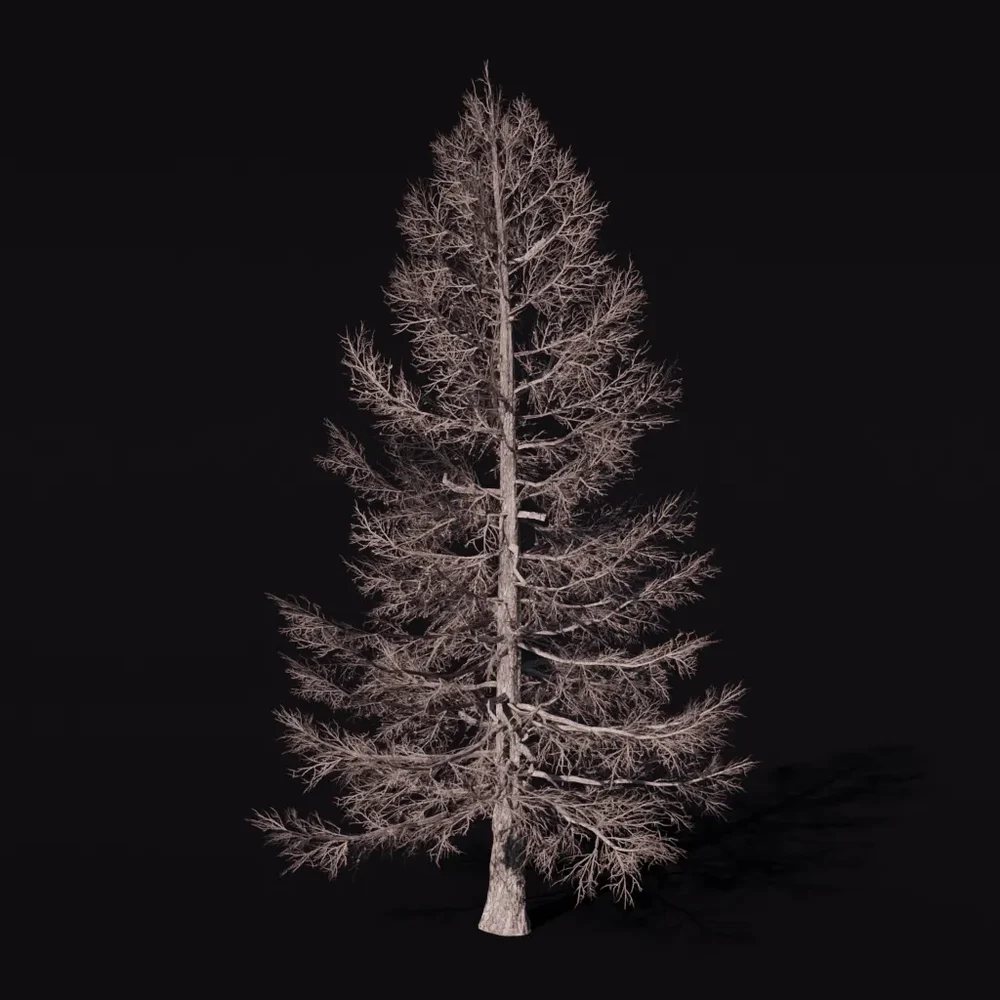 Tree Larchsiberian Bare A1