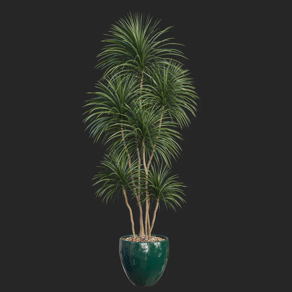 Plant