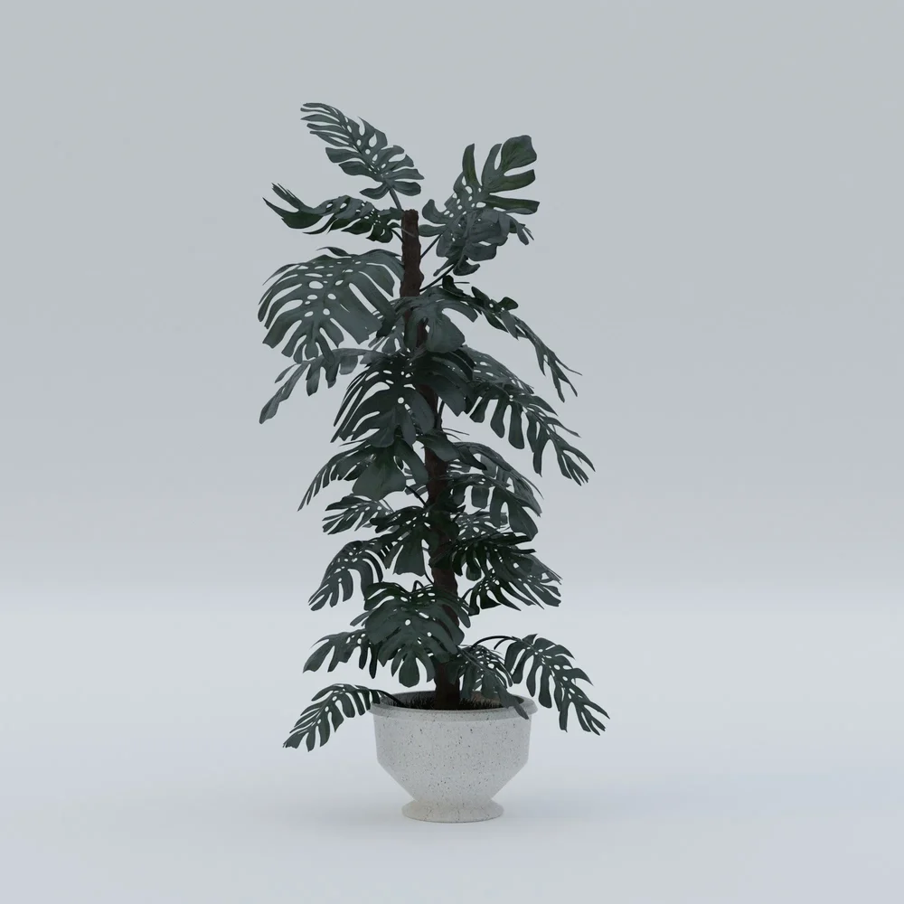 Swiss Cheese Plant