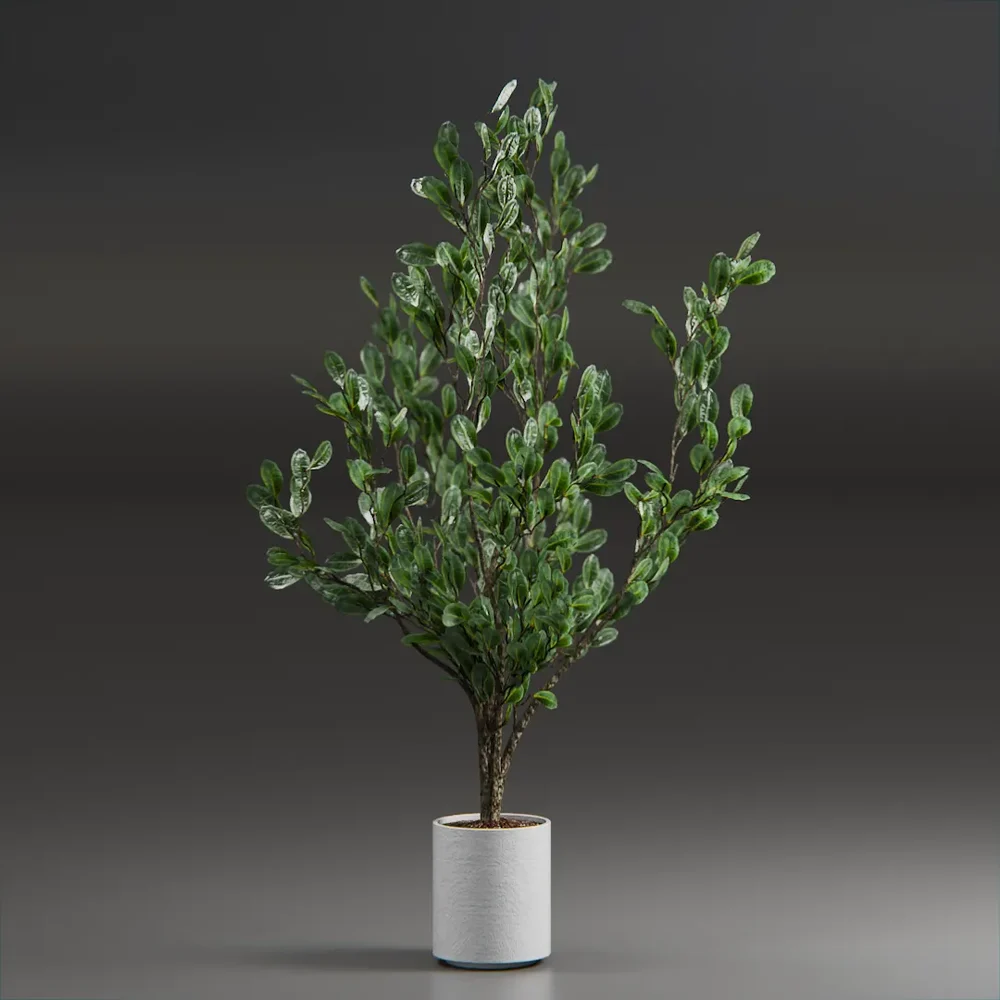 Indoor Plant Variation
