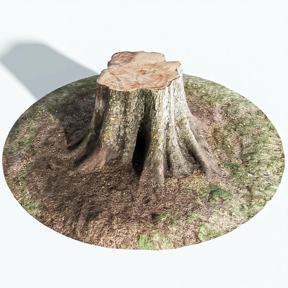Tree Stump