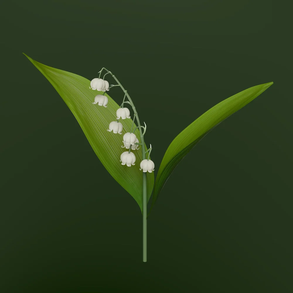 Lily Of The Valley